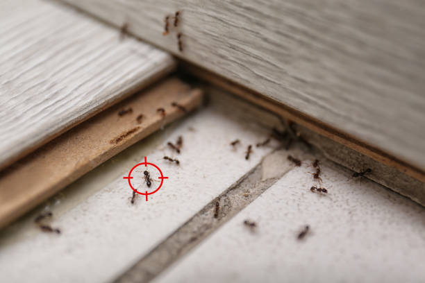 Best Best Pest Control Companies  in Occoquan, VA