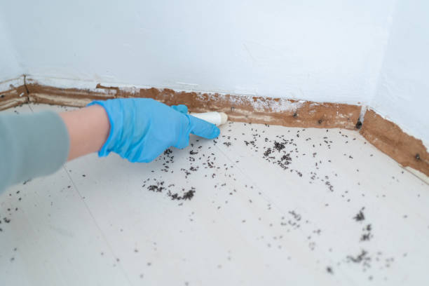Best Cockroach Control Services  in Occoquan, VA